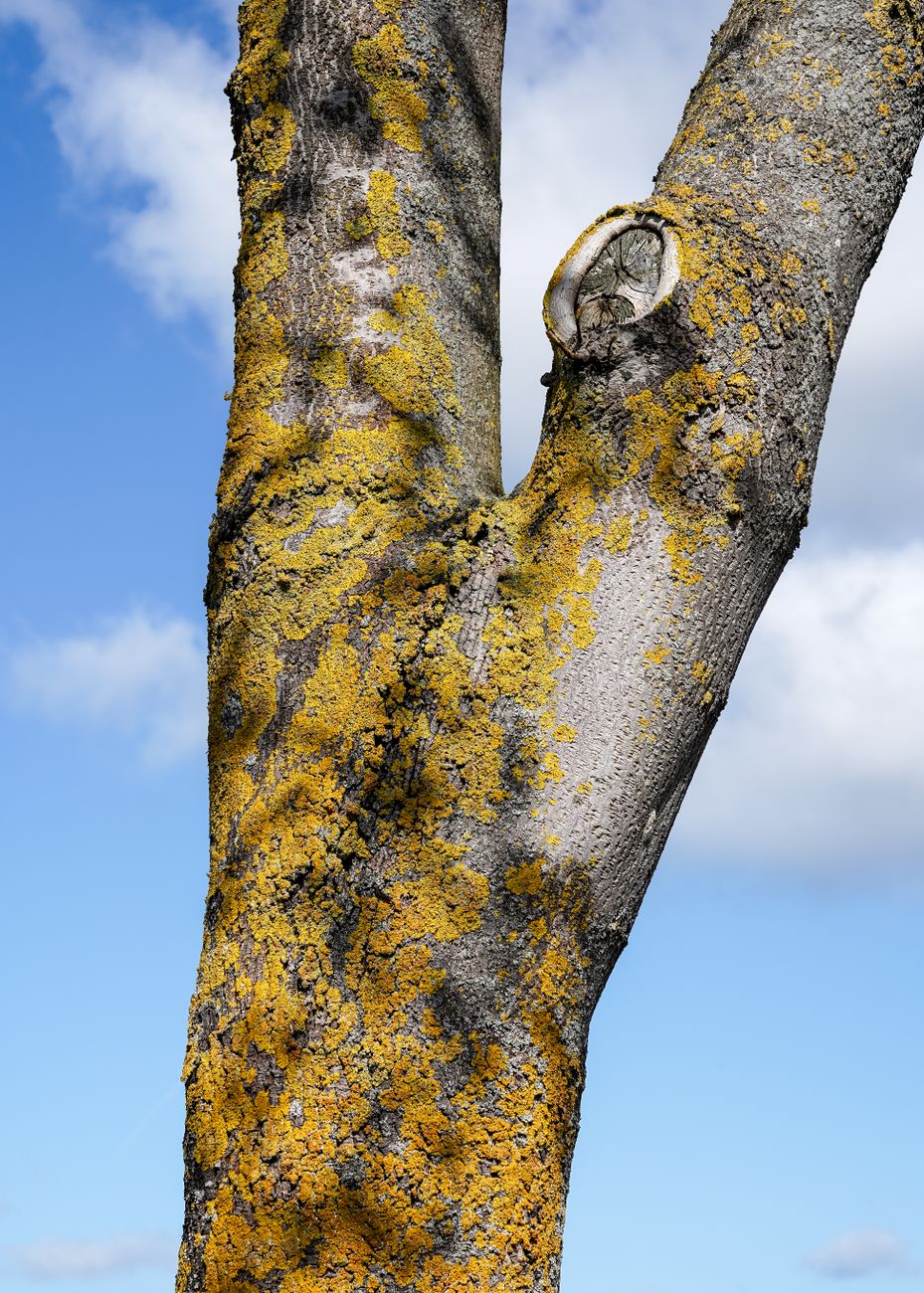 healthy tree trunk with moss and lichen UK