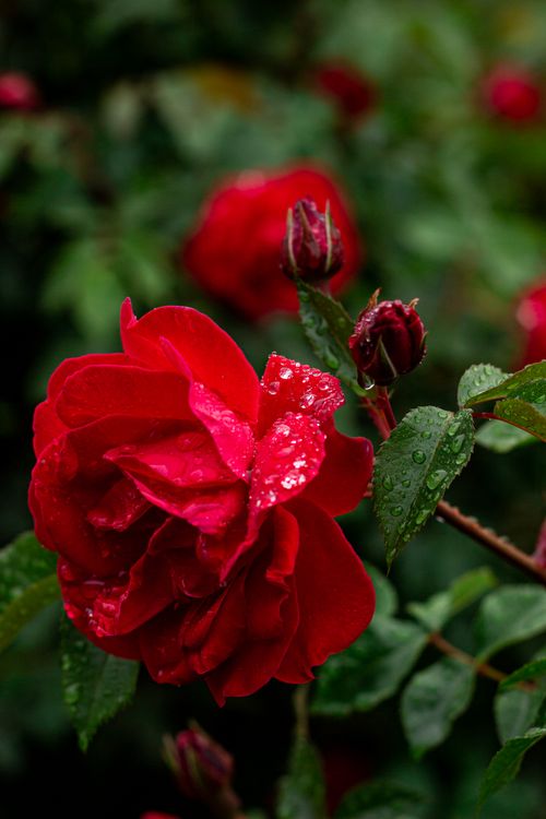 Free Close-up of a vibrant red rose in bloom with dewdrops against lush green foliage. Stock Photo