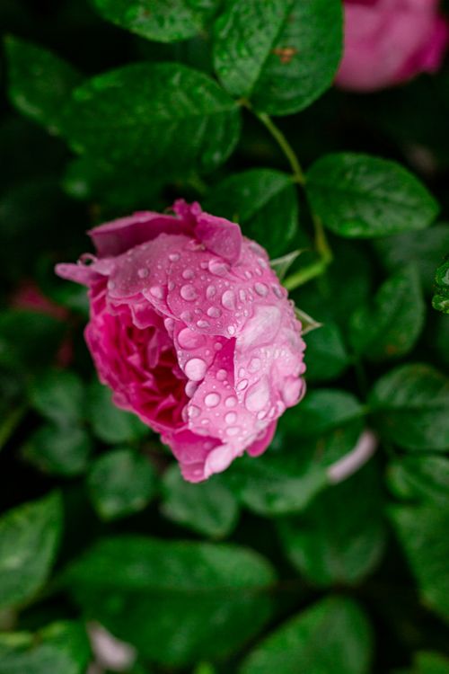 Free Close-up of a pink rose covered in dewdrops, surrounded by lush green leaves. Perfect for nature themes. Stock Photo