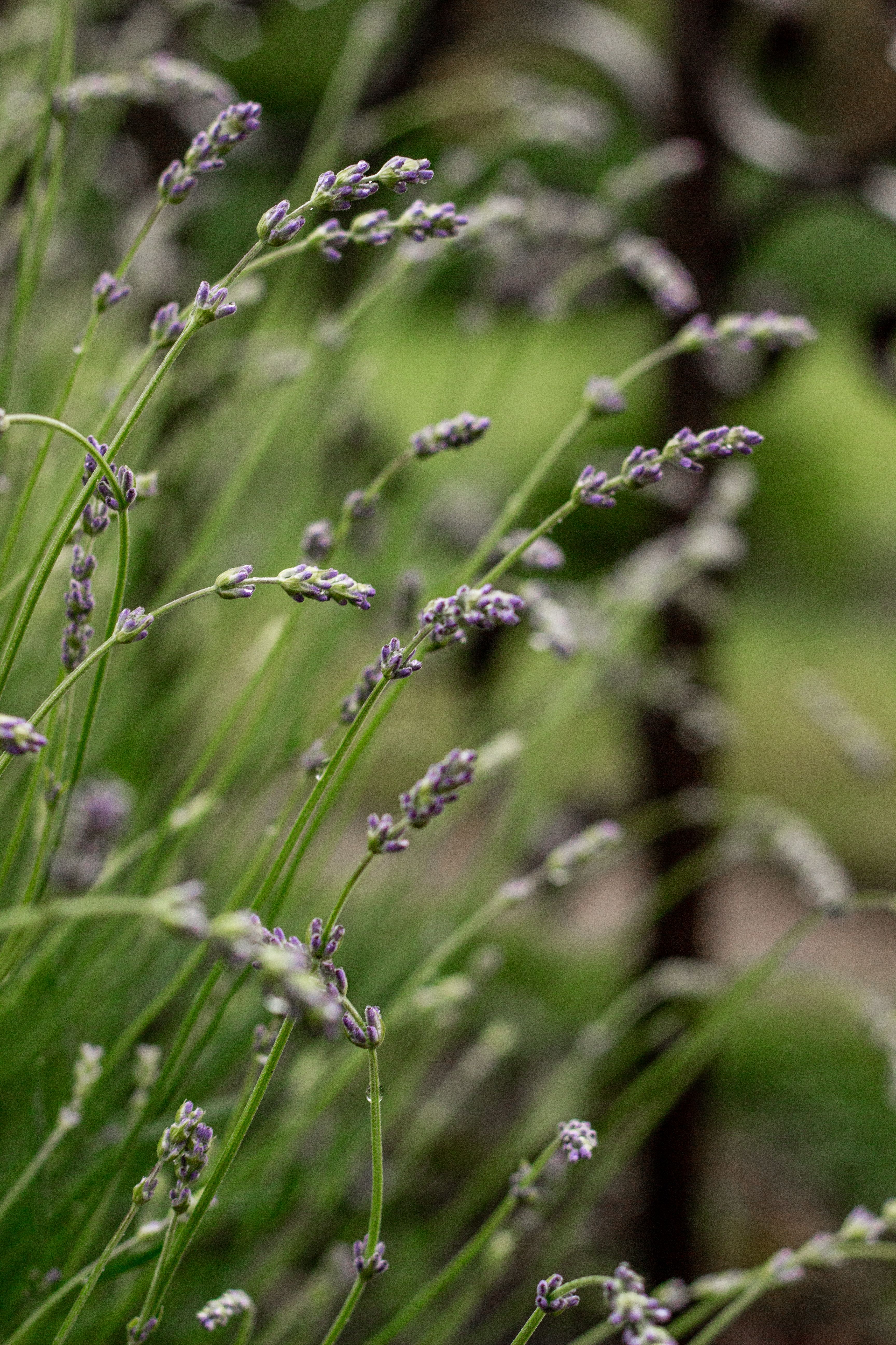 [ColoSach]-serene-close-up-of-lavender-flowers-with-blurred-green-background,-symbolizing-tranquility-and-nature's-beauty.