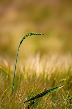 Detailed view of a single wheat plant stem against a blurred sunny field background.