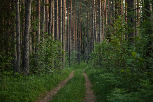 A tranquil trail cuts through a dense, lush, green forest, perfect for forest bathing and mindfulness.