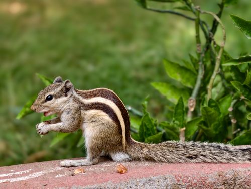Free Detailed view of an Indian Palm Squirrel (Funambulus palmarum) snacking outdoors on a brick ledge. Stock Photo