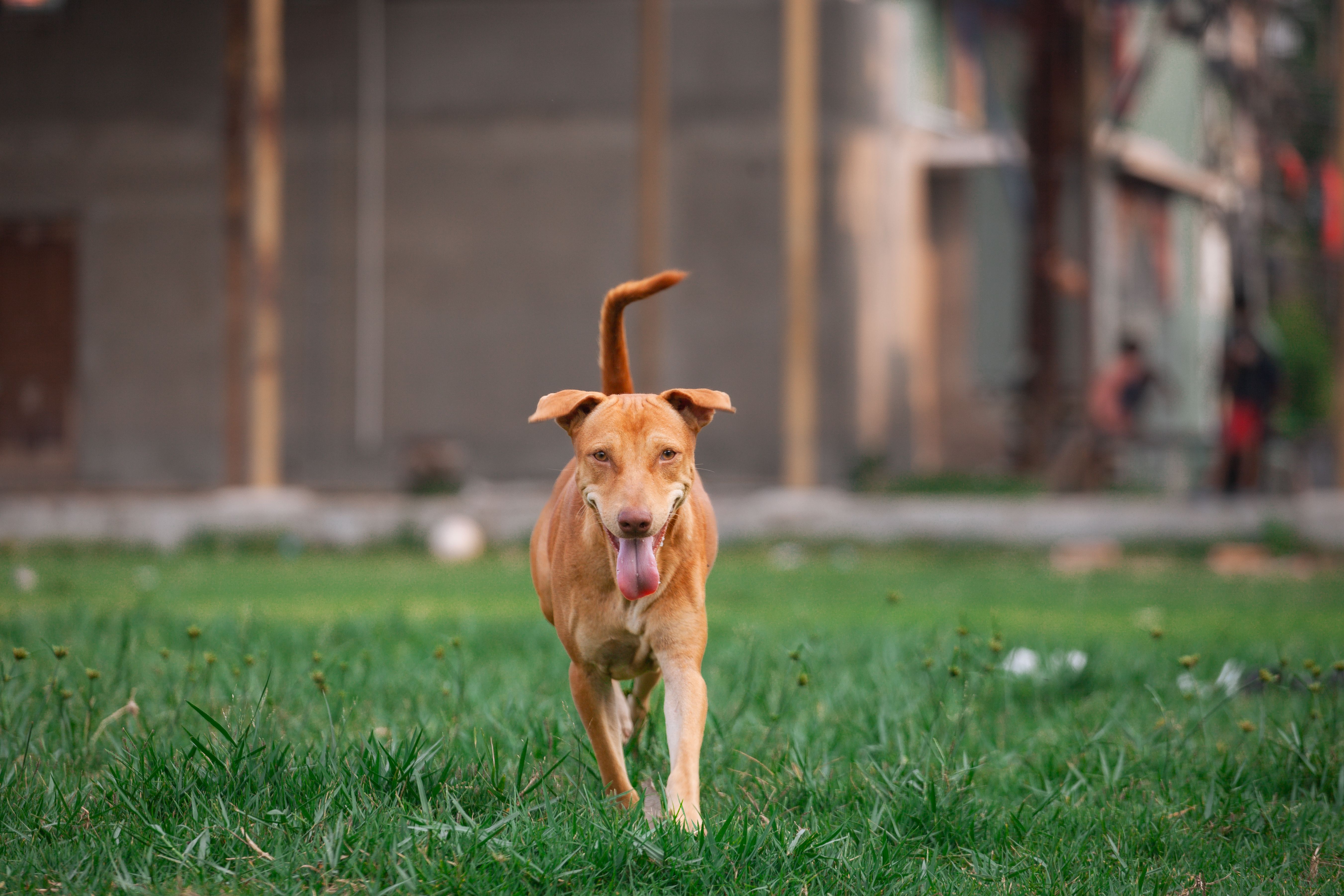 Portrait of a dog at a veterinary clinic