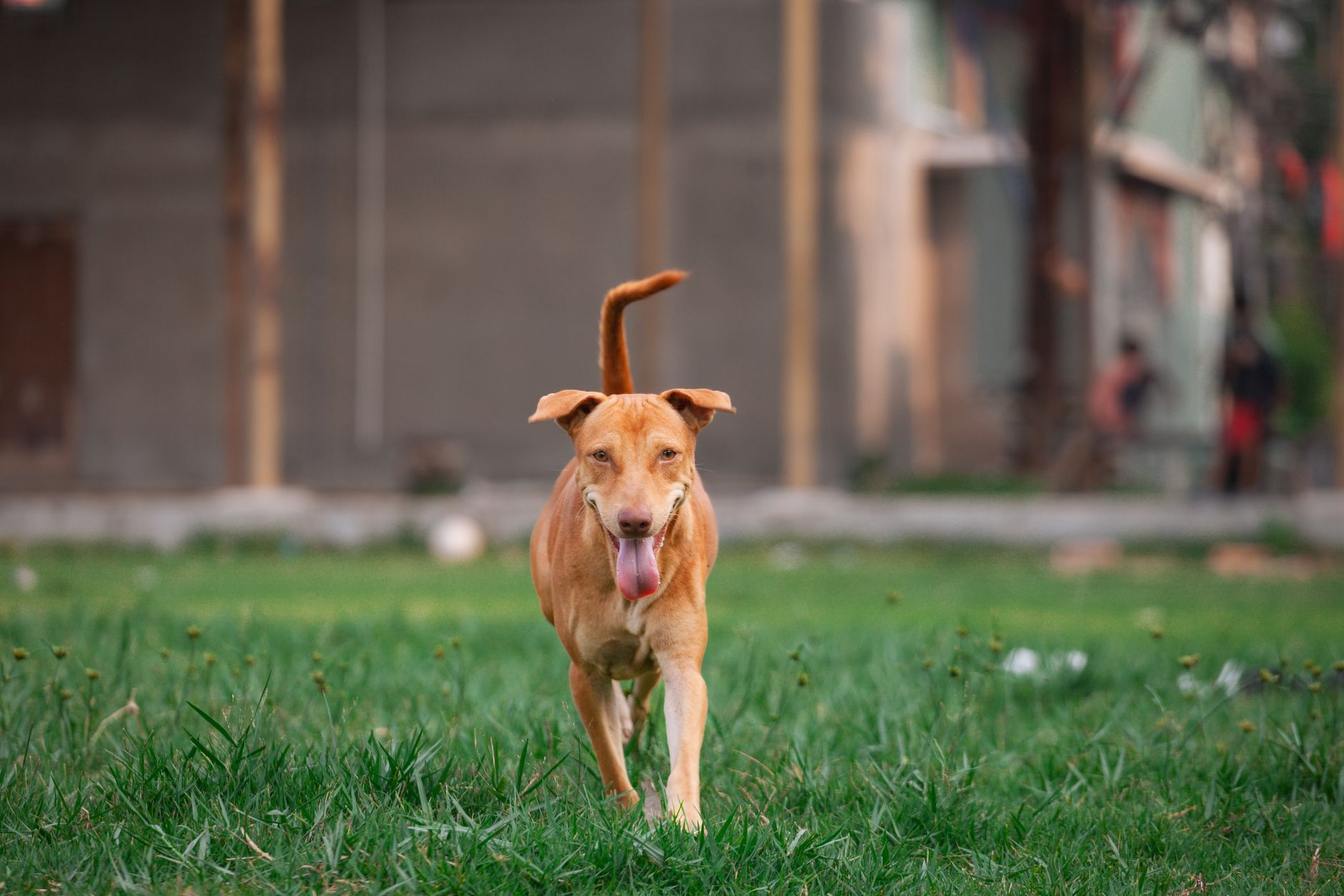 Portrait of a dog at a veterinary clinic