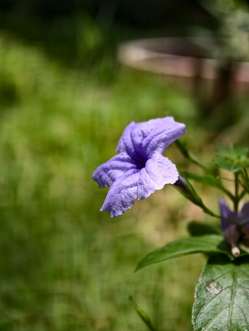 Free A vivid purple flower in sharp focus amidst a lush green background outdoors. Stock Photo