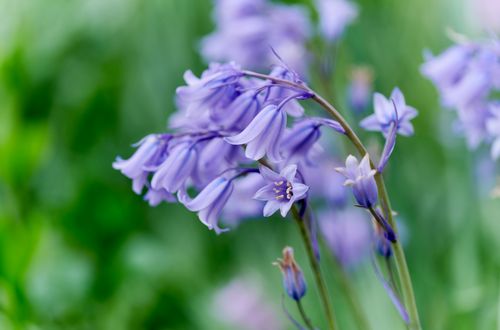 Free Beautiful bluebells bloom in an English garden, showcasing delicate purple petals and fresh greenery. Stock Photo