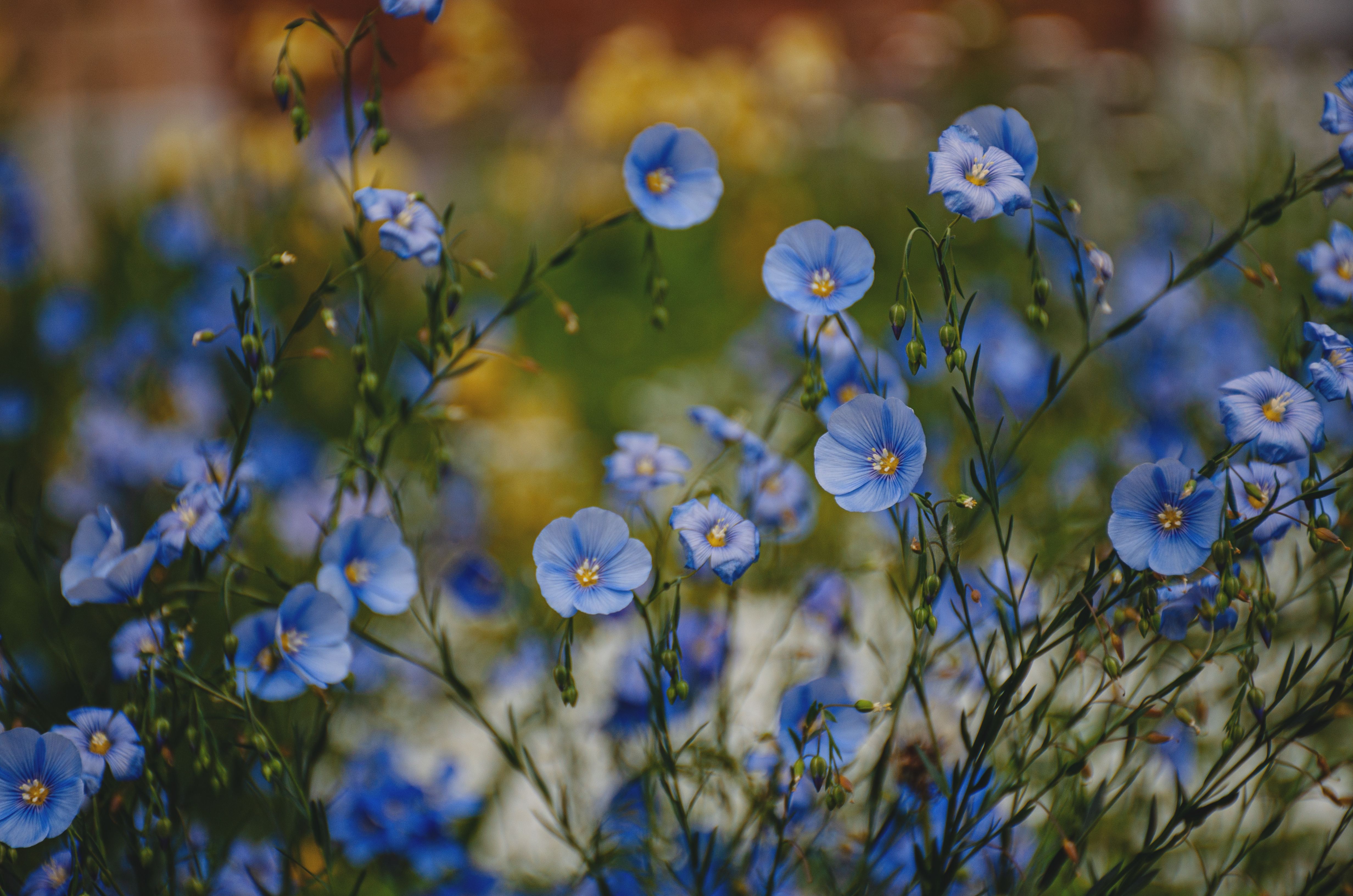 [ColoSach]-captivating-close-up-of-blue-flax-flowers-in-a-vibrant-summer-setting.
