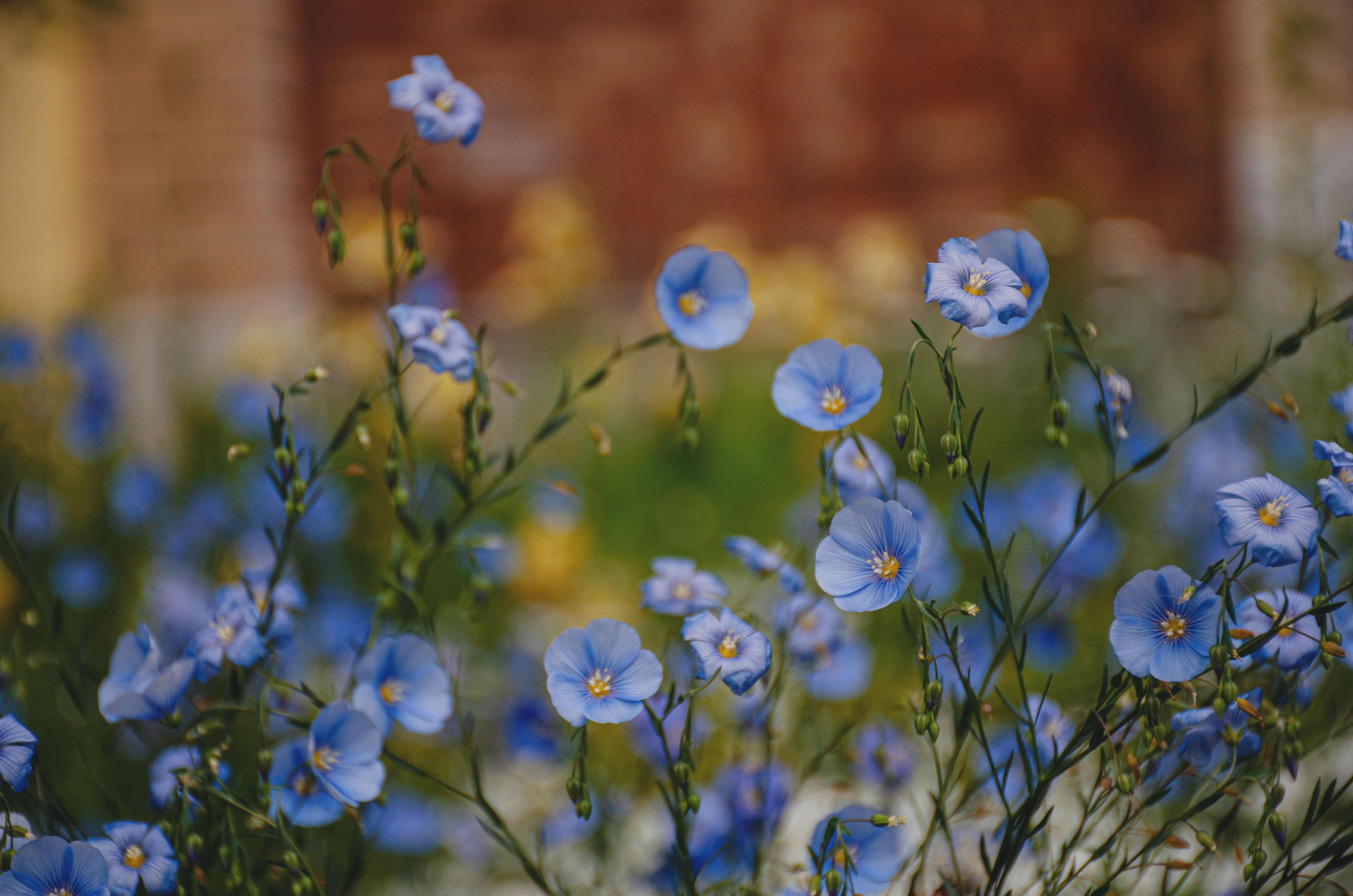 [ColoSach]-close-up-of-vibrant-blue-flax-flowers-in-full-bloom,-capturing-the-essence-of-summer.