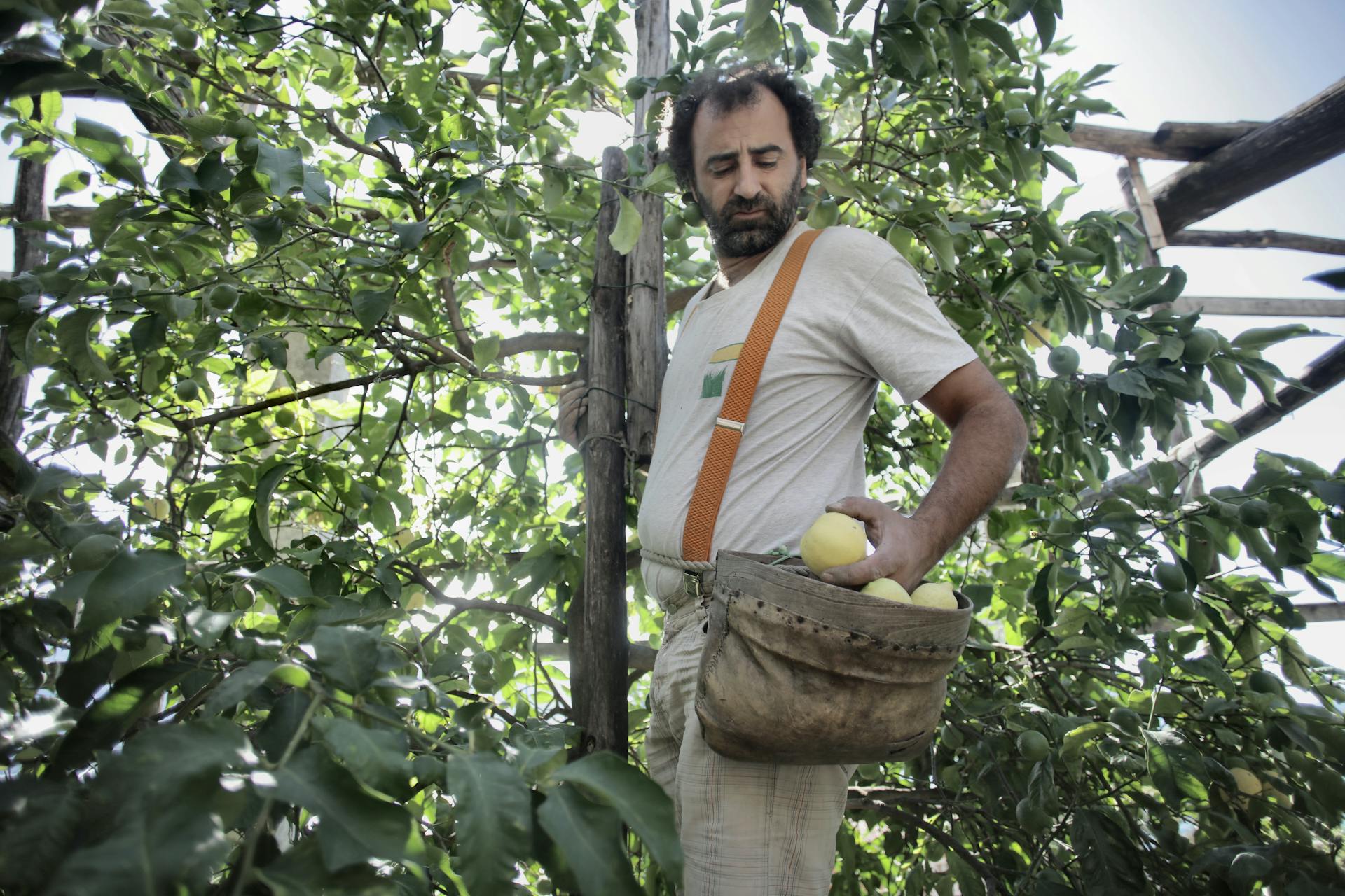 A man picks ripe apples from a lush orchard, surrounded by dense green leaves, capturing an agricultural harvest scene.