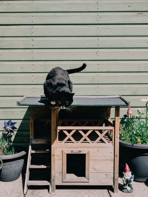 Free A black cat on a wooden cat house in a garden with decorative pots and gnome. Stock Photo