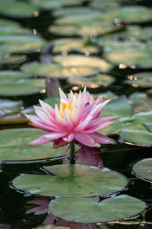 Free A serene image of a vibrant pink water lily surrounded by lush green lily pads in a calm pond. Stock Photo