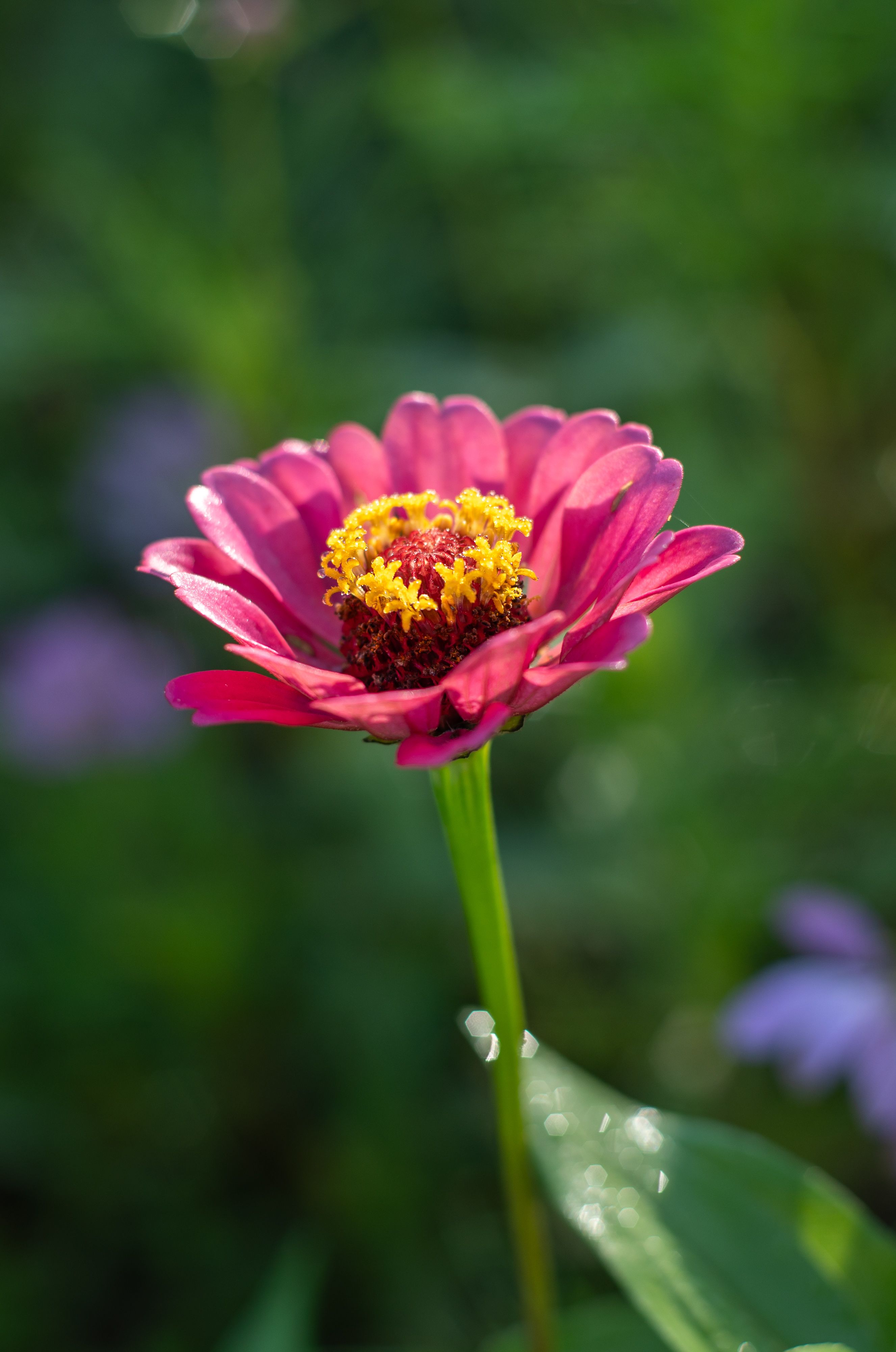 Zinnia Double Mix Seeds