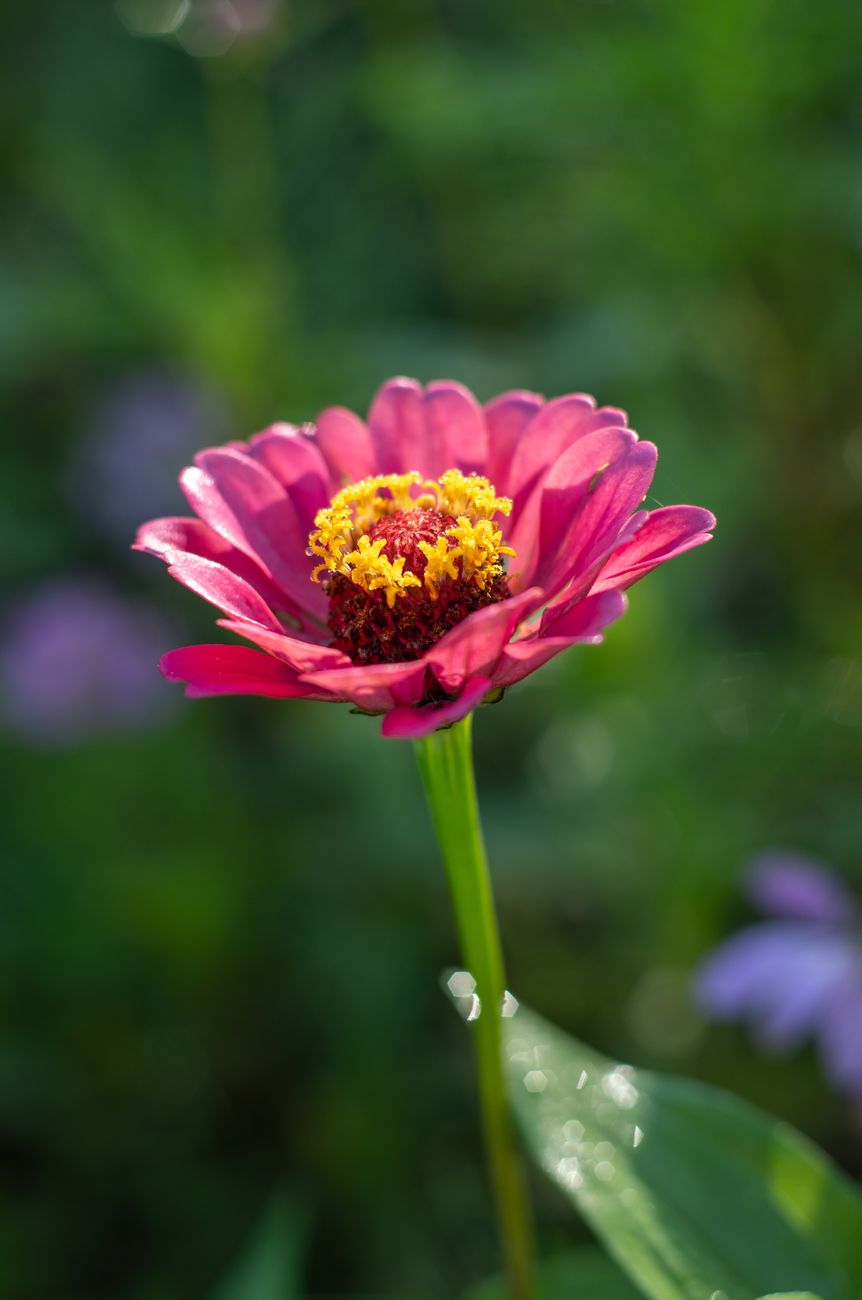 Zinnia Double Mix Seeds