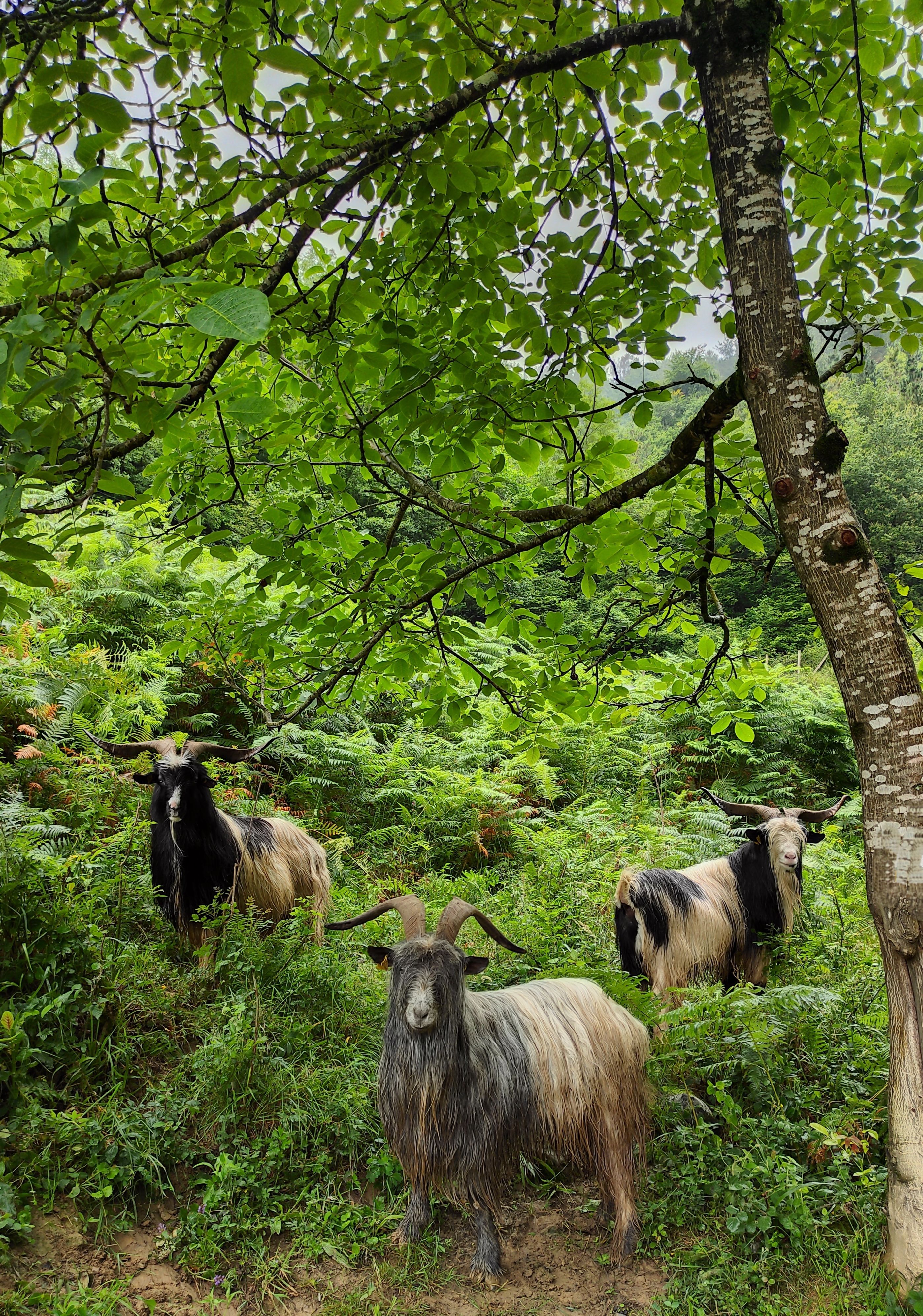 Three mountain goats standing in a verdant forest under a canopy of leaves.