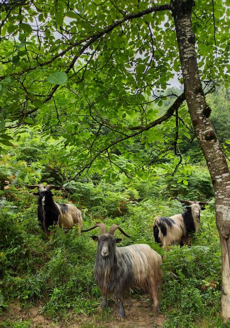 Three mountain goats standing in a verdant forest under a canopy of leaves.