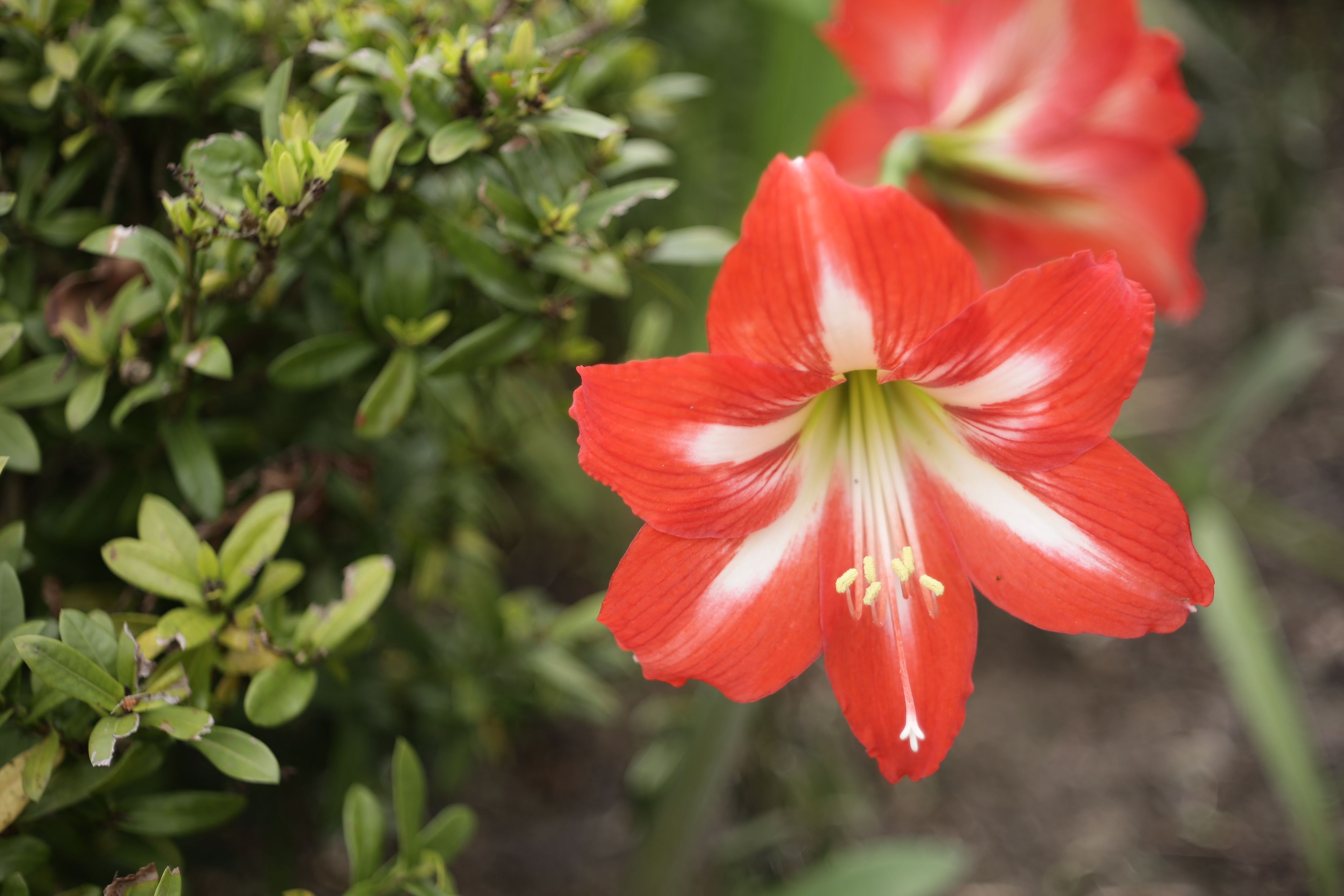 Vibrant red amaryllis flower blooming with lush green leaves in the background.