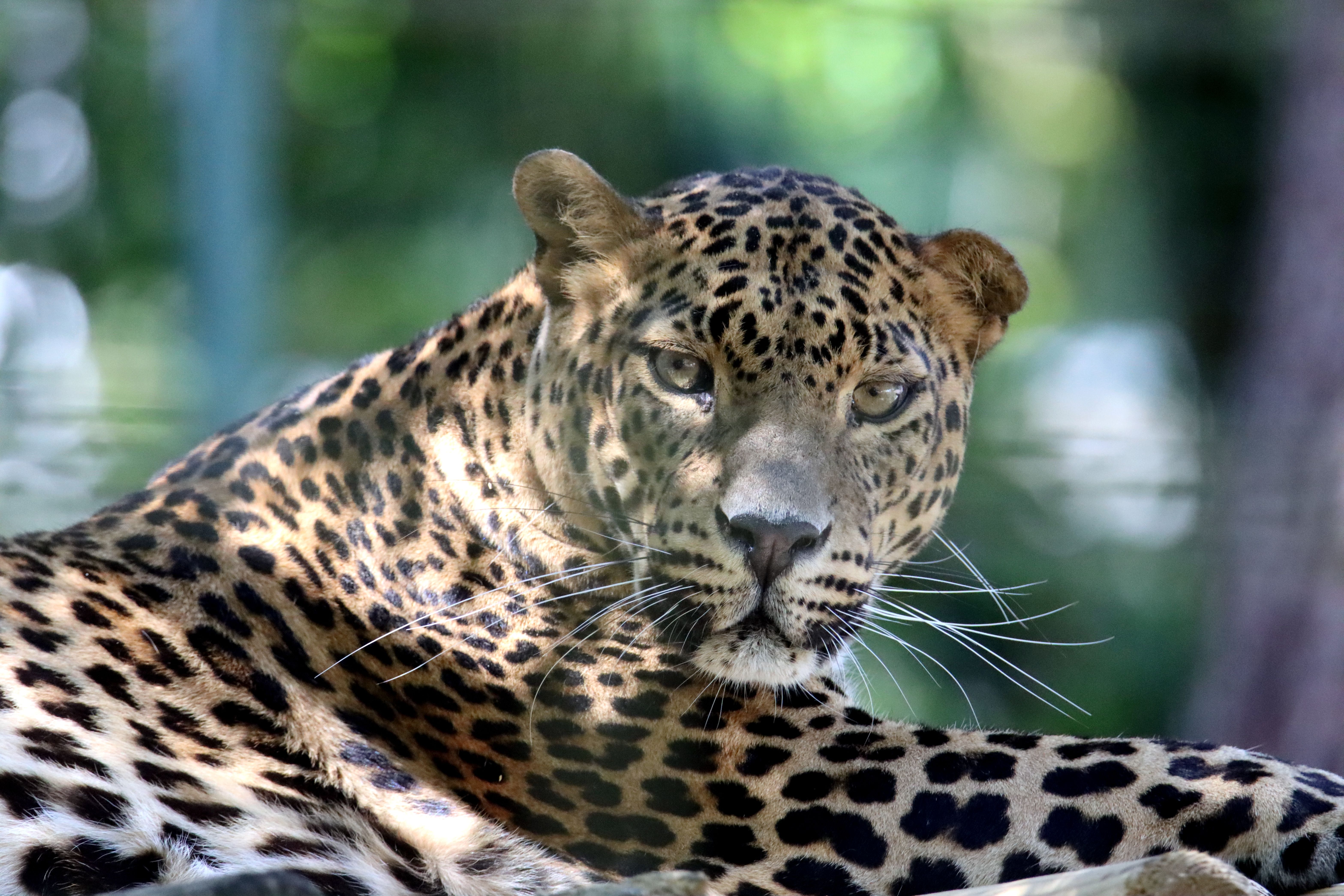 Close-up of a leopard (Panthera pardus) resting, showcasing its beautiful spotted fur.
