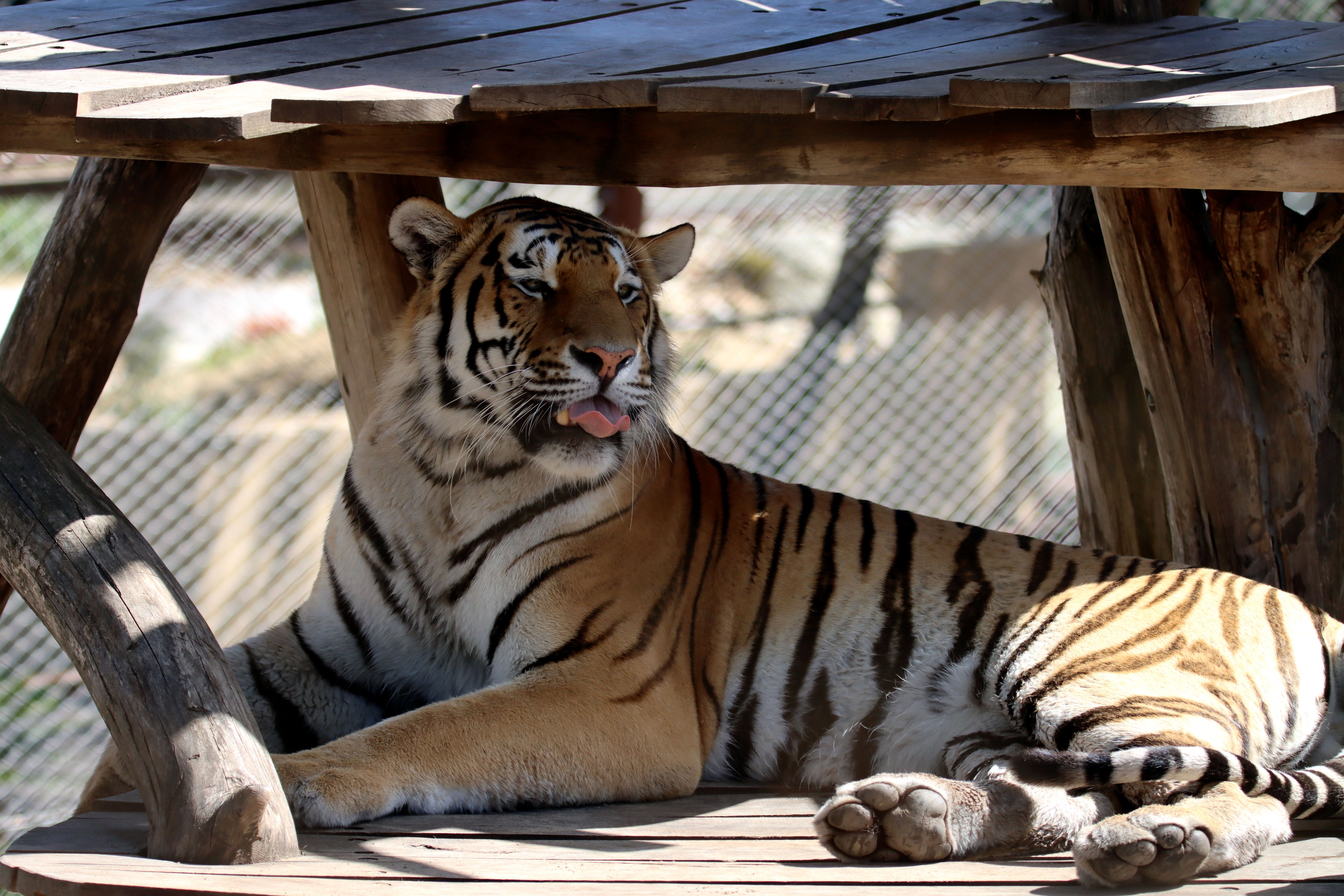 Great Plains Zoo Picnic Shelter
