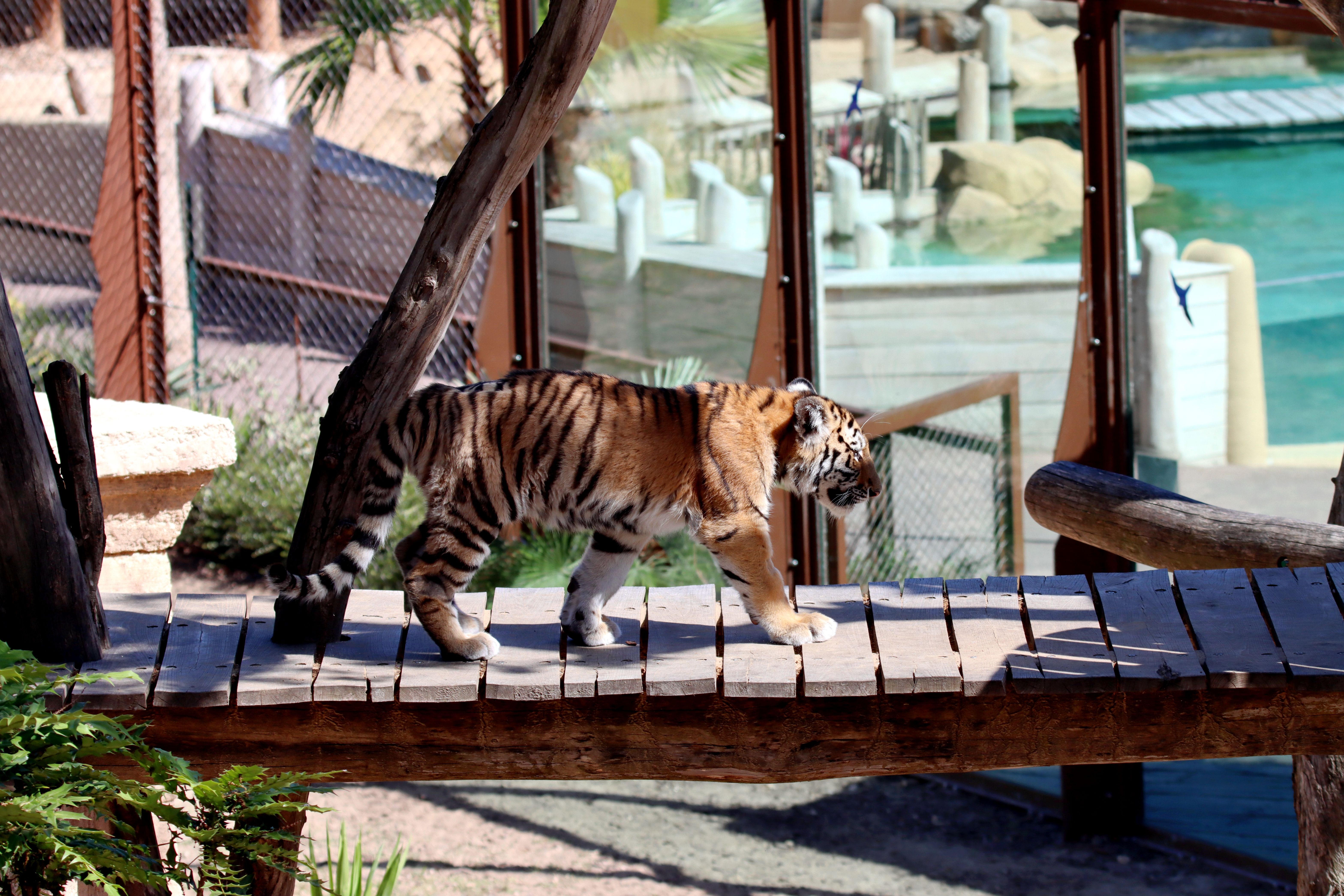 The Tiger Keeper experience