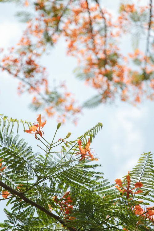 Free Orange blossoms of Royal Poinciana tree against a bright sky in Vietnam, creating a serene and vibrant scene. Stock Photo