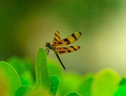 Kostenloses Stock Foto zu blatt, entomologie, flügel