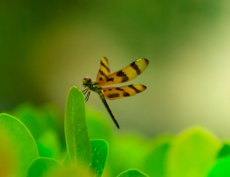 Macro shot of a dragonfly perched on a green leaf with a blurred background.
