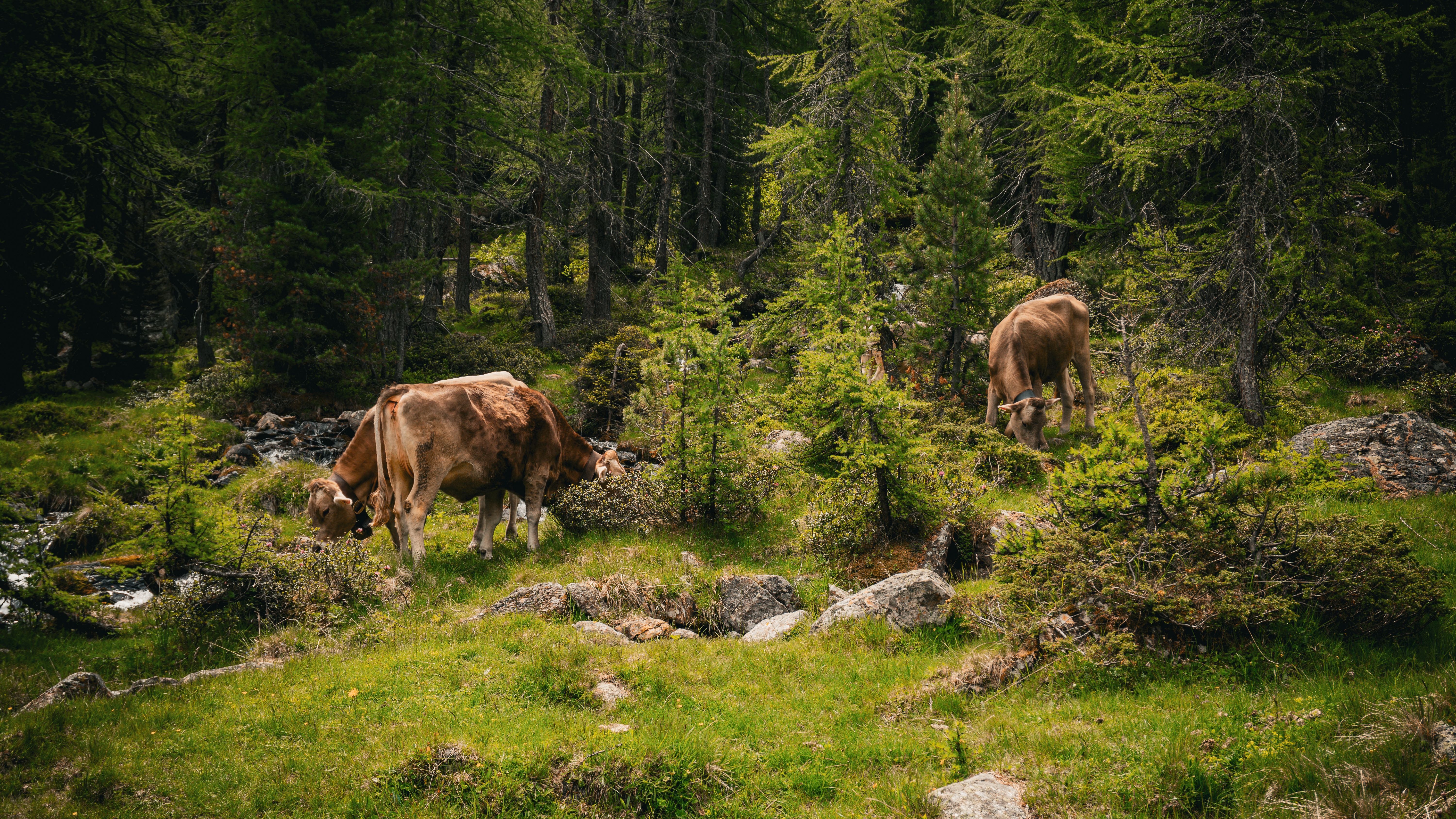 Ingredienti naturali per animali