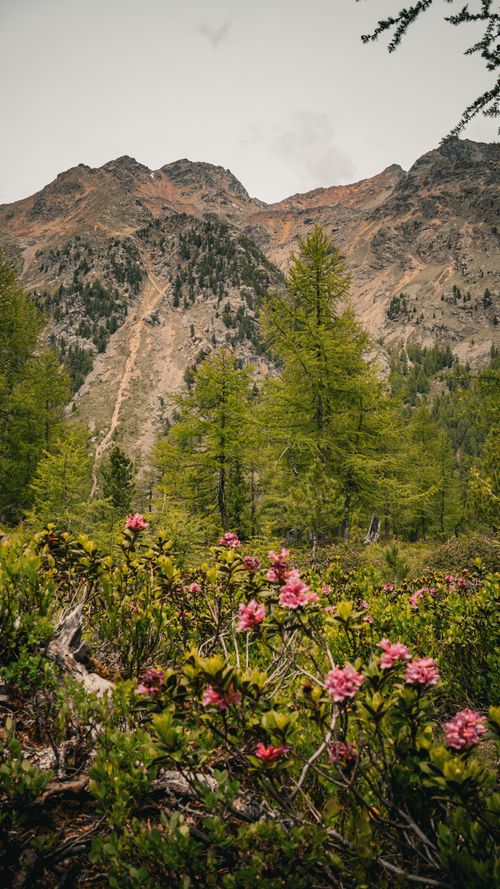 Free Vibrant alpine meadow with pink flowers and rugged mountains in Ulten, Trentino-Südtirol, Italy. Stock Photo
