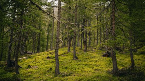 Free Lush green forest scenery in Ulten, Italy, showcasing natural beauty and tranquility. Stock Photo
