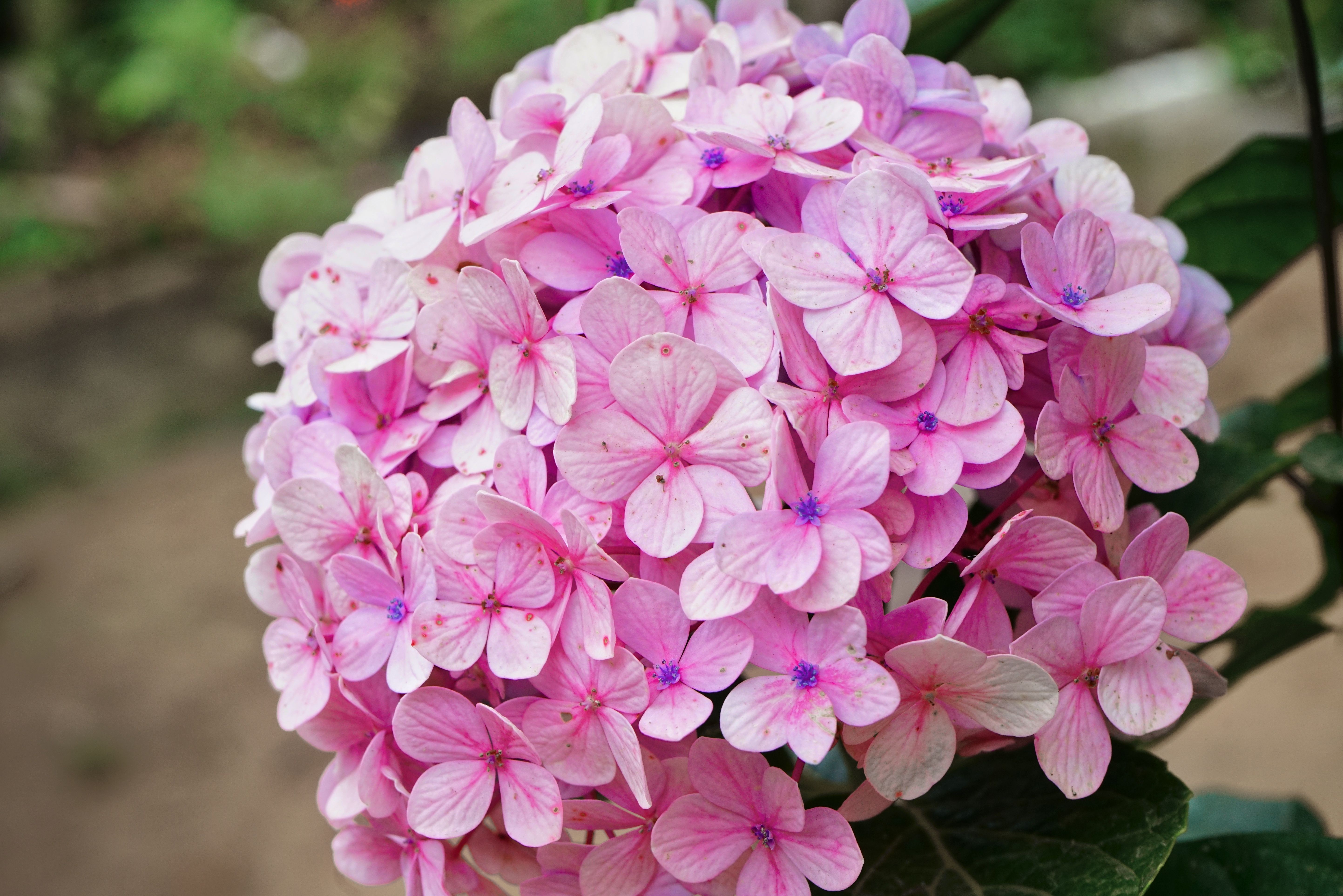 [ColoSach]-close-up-view-of-a-lush-pink-hydrangea-flower-cluster-in-a-summer-garden-setting.