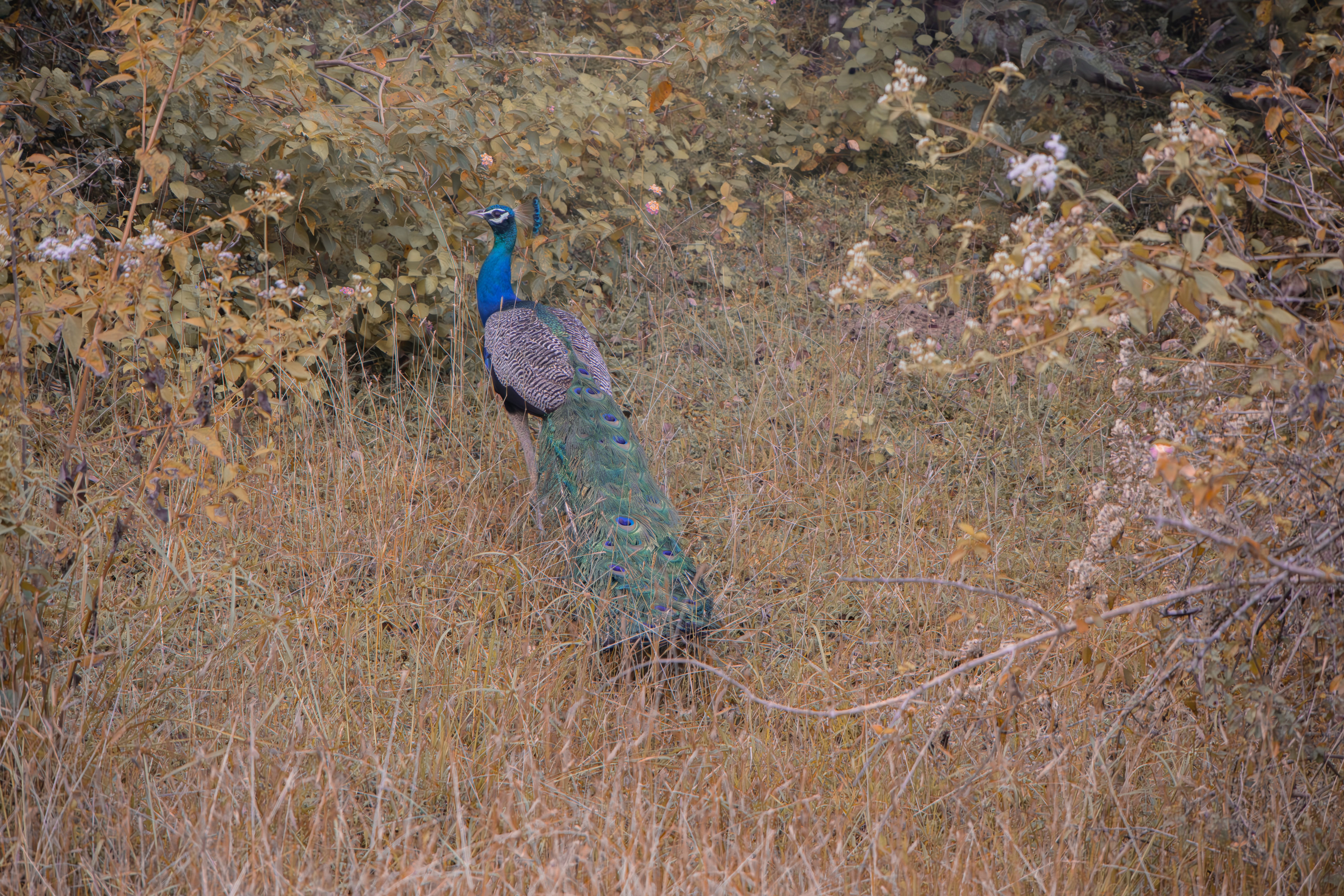Gal Oya National Park Accommodation: Where to Stay
