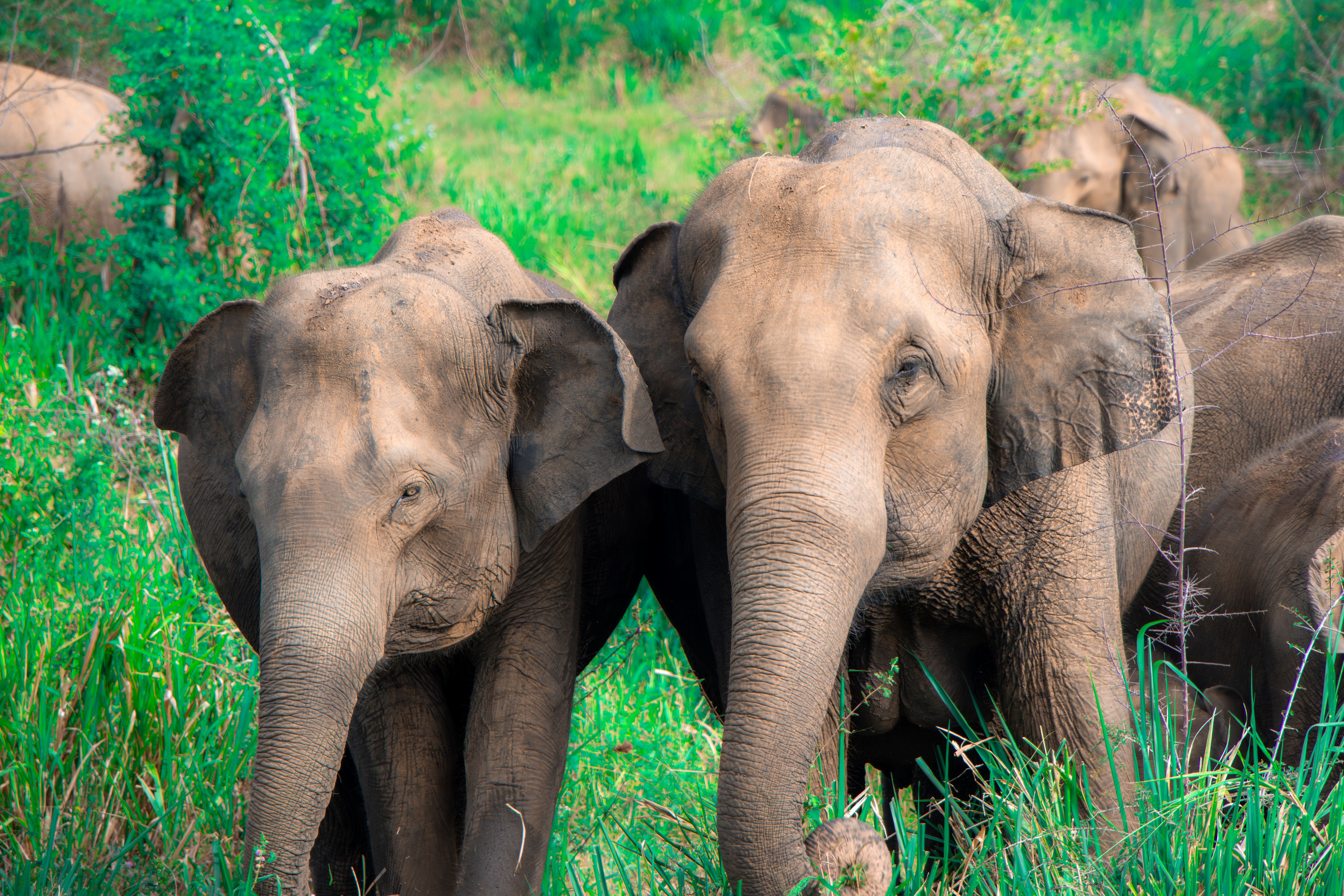 Gal Oya Hotels: Where to Stay in Sri Lanka's Wildlife Sanctuary