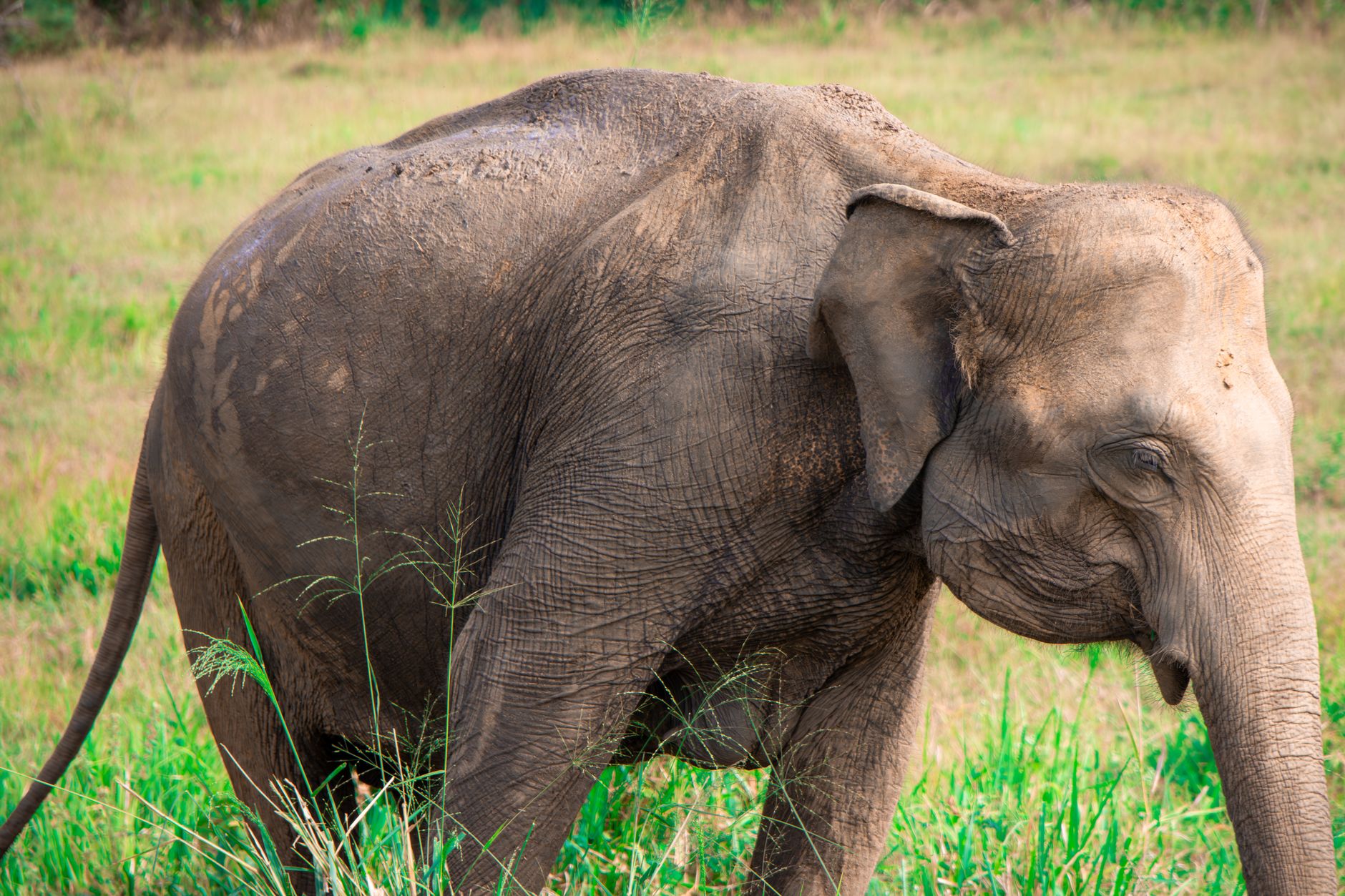 Gal Oya Accommodation Guide: Where to Stay Near Sri Lanka's Wildlife Sanctuary