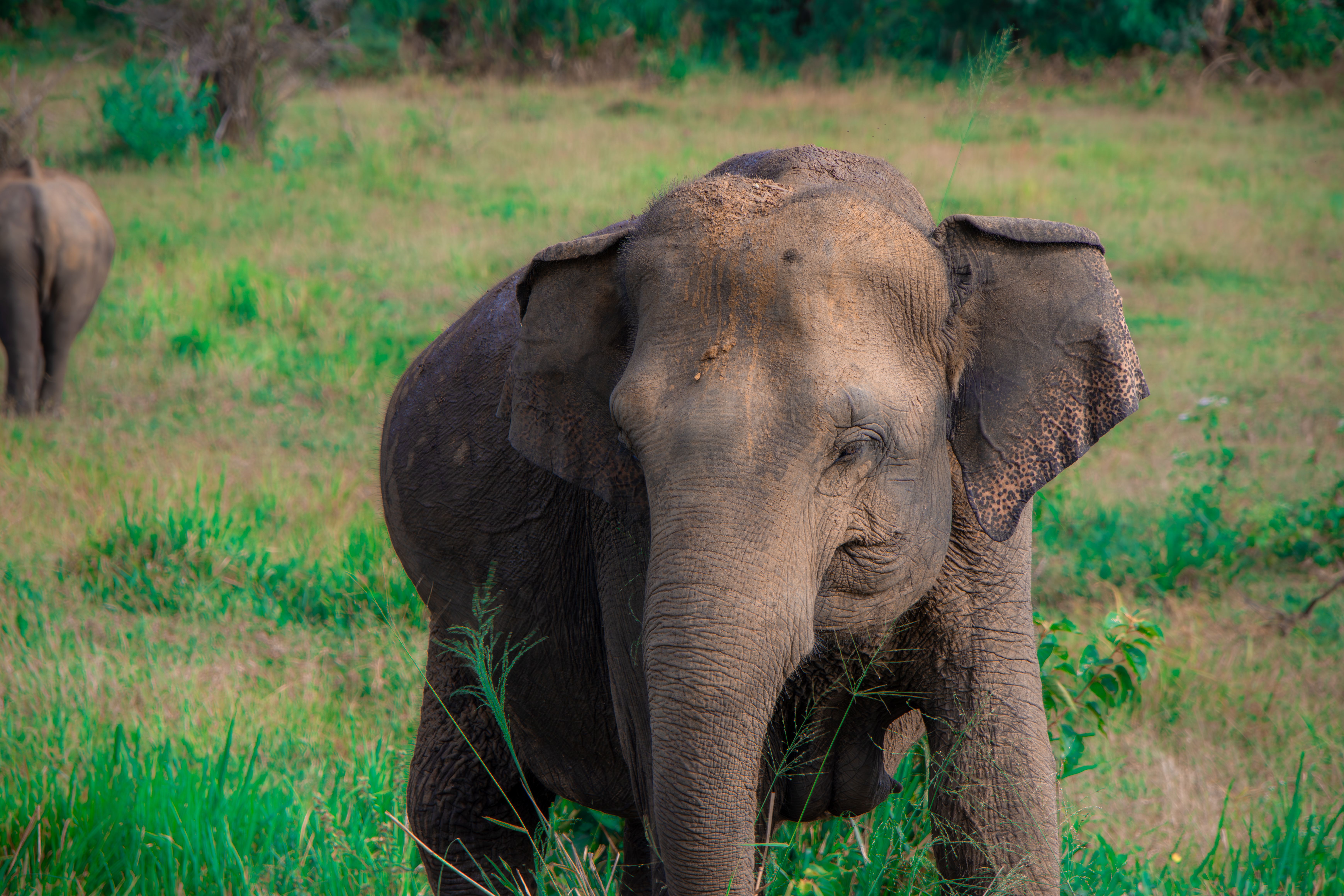 Udawalawe for Solo Travellers: Safety and Practical Tips