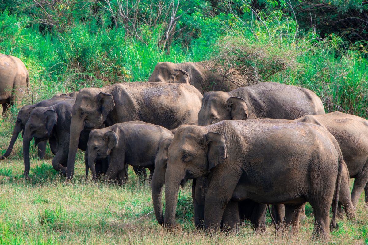 The Minneriya Gathering Of Elephants