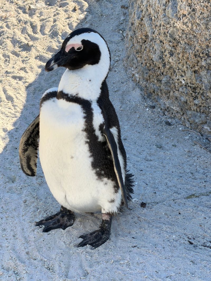 African penguin on Boulders Beach, South Africa