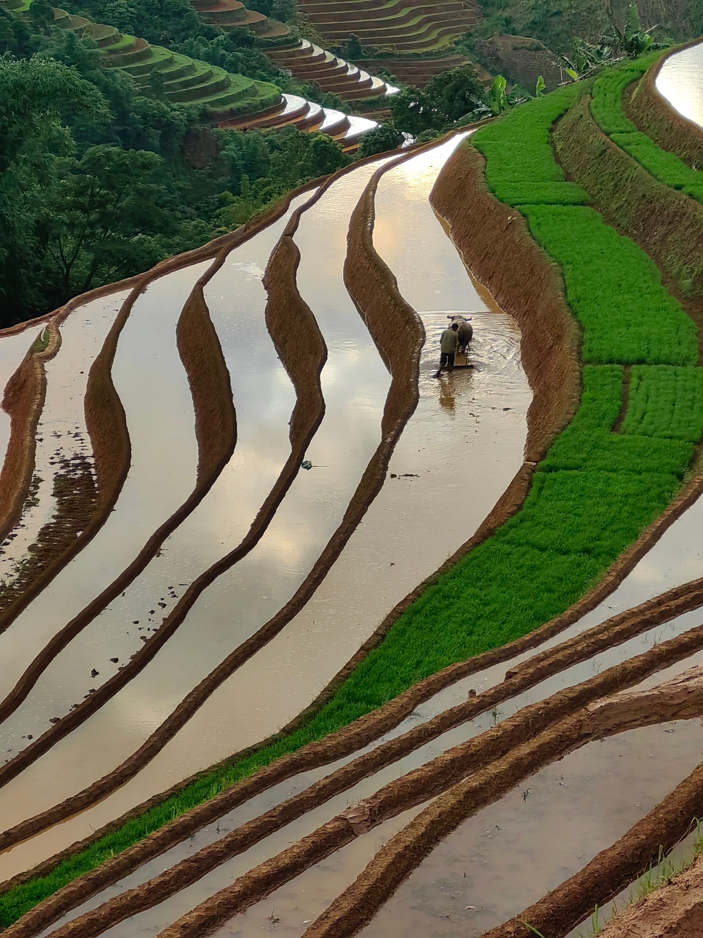 Ruộng bậc thang Mù Cang Chải