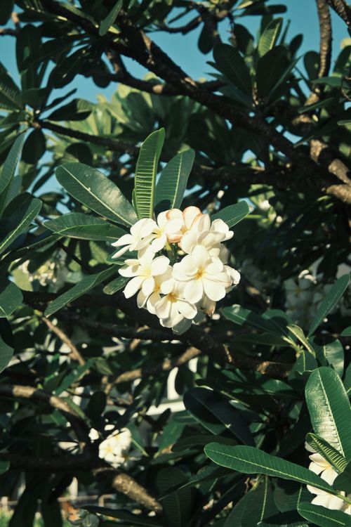 Free A cluster of white plumeria flowers with green leaves shining under the bright daylight. Stock Photo