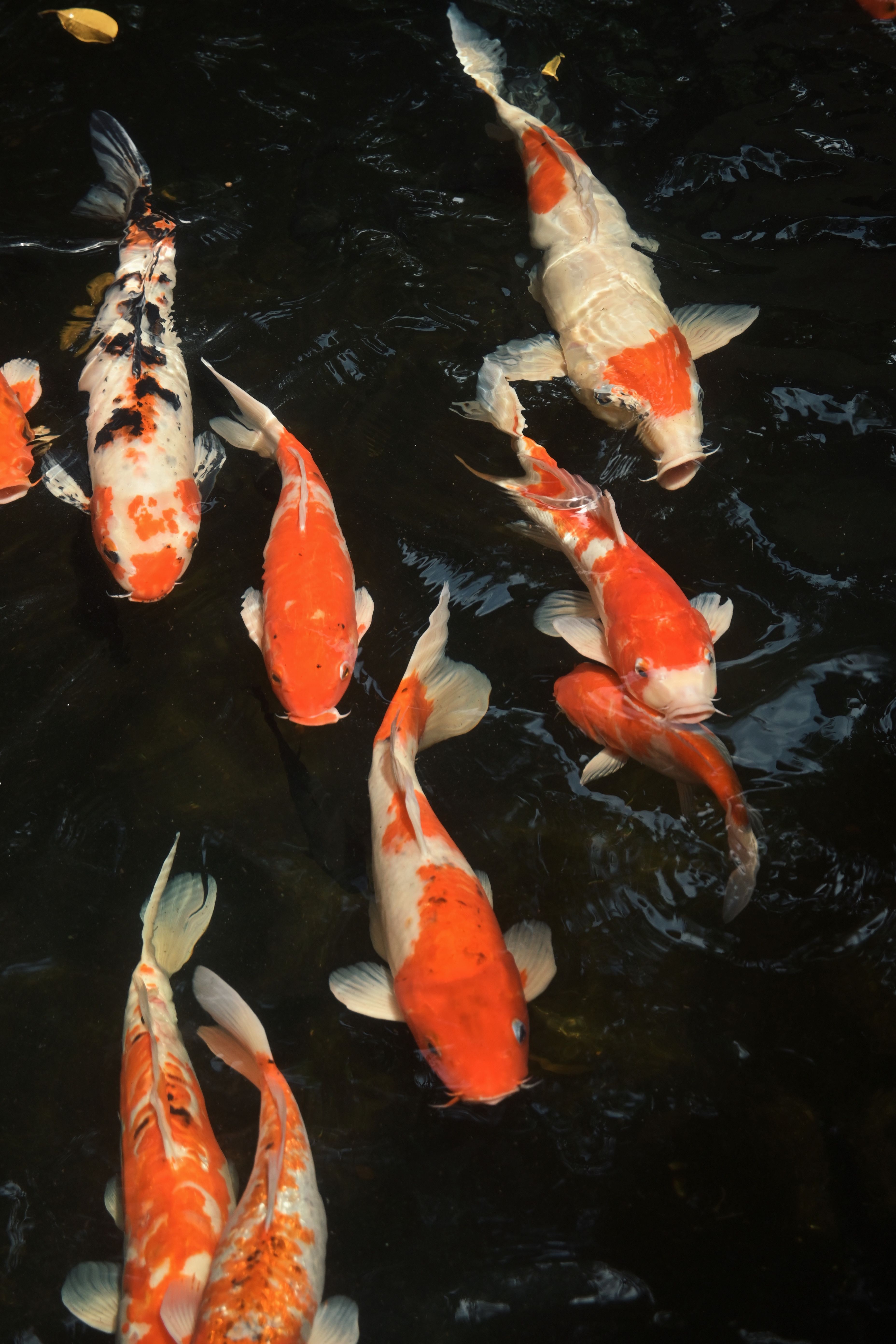 Vibrant Koi Fish Swimming in Pond