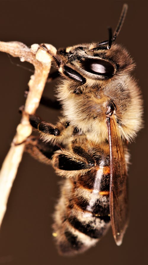 Free Black and Brown Bee on Brown Stem Stock Photo
