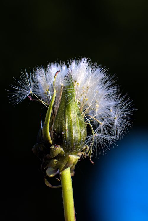 Free Macro shot of a dandelion seed head highlighting delicate seeds against a dark background. Stock Photo