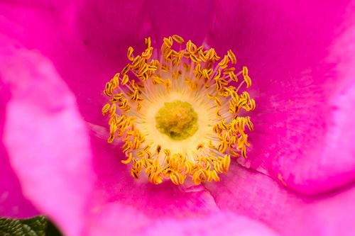 Free Close up macro photography of a pink rose's stamen and petals, showcasing vibrant colors. Stock Photo
