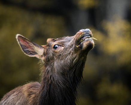 Captivating close-up of a deer grazing with soft bokeh background, showcasing nature's beauty.