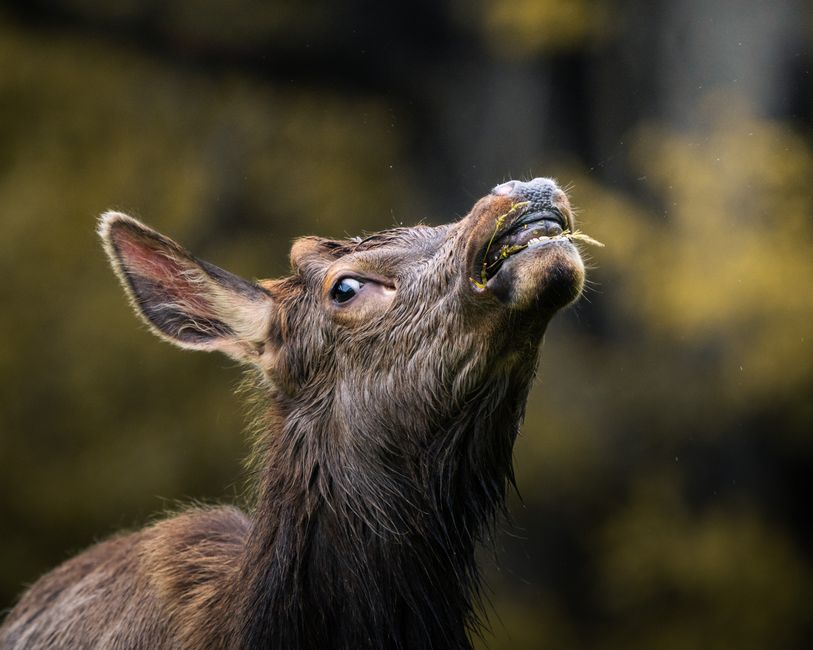 Captivating close-up of a deer grazing with soft bokeh background, showcasing nature's beauty.