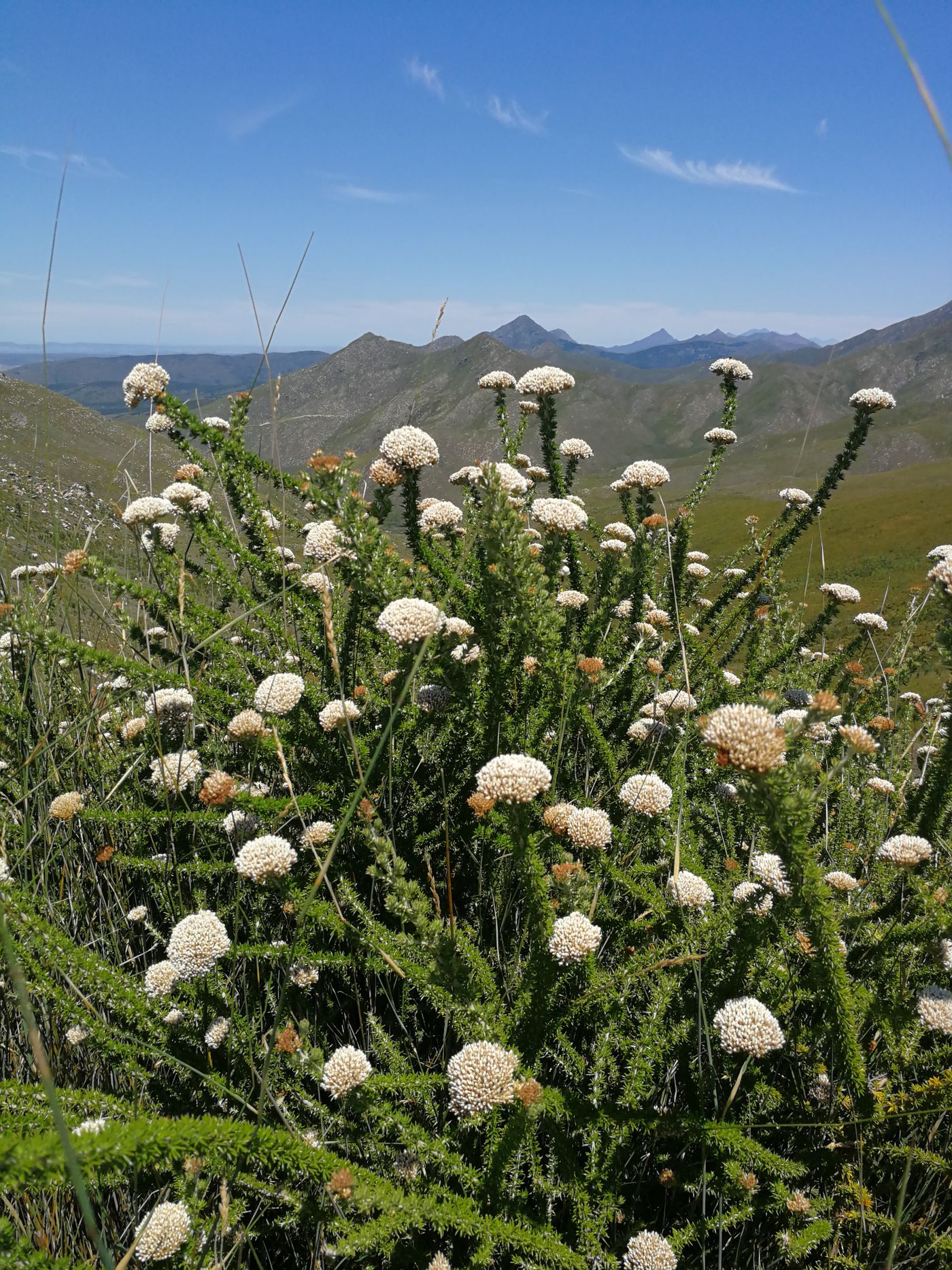 Fynbos flora in the mountains of the Western Cape