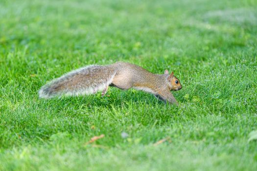A squirrel energetically leaps across a vibrant green lawn.