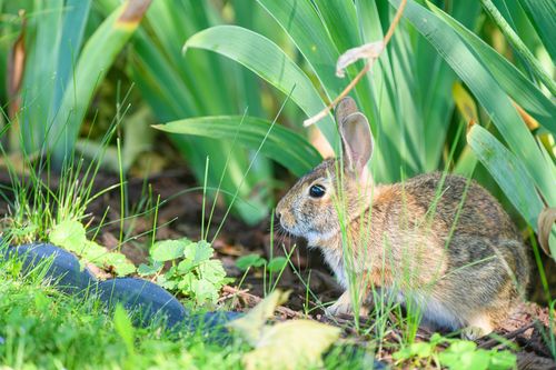Free Close-up of a wild rabbit amidst vivid greenery in a bright garden setting. Stock Photo