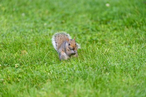 Free A gray squirrel eating on a lush green lawn during the day. Perfect for nature and wildlife themes. Stock Photo