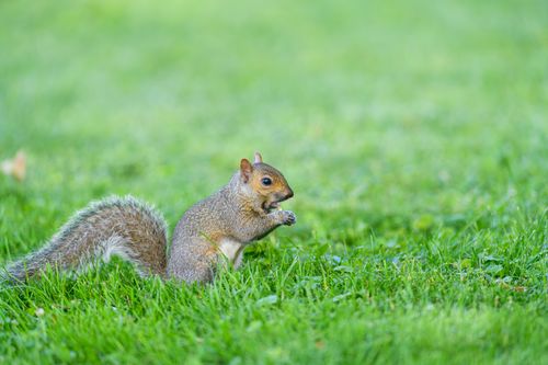 Free A lively gray squirrel searches for food on a lush green lawn. Stock Photo